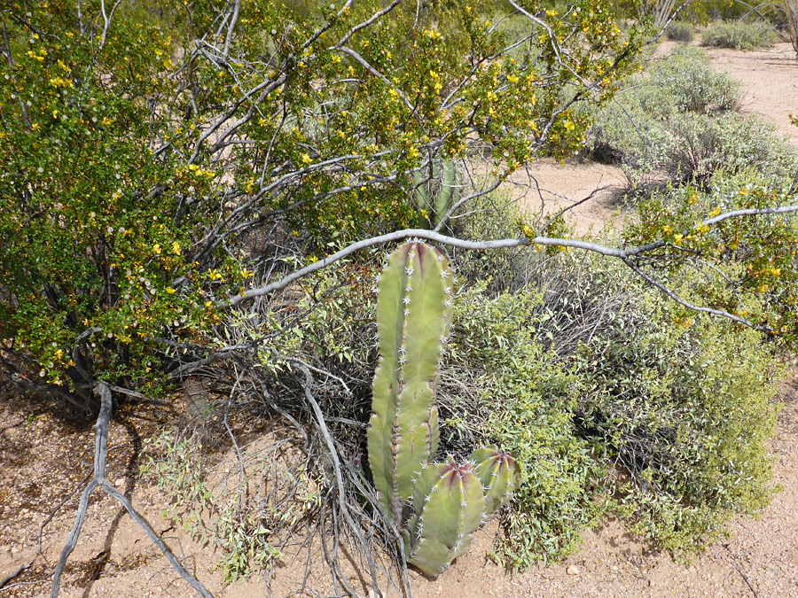 Senita and creosote bush