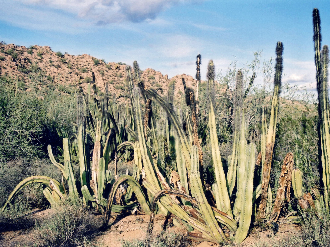 Senita cacti