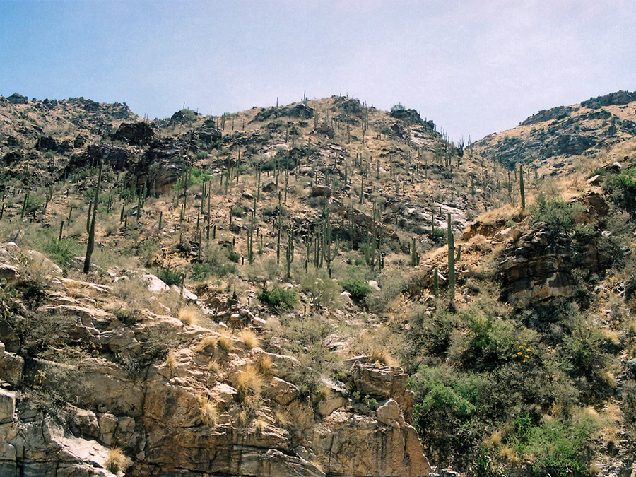 Cactus hills