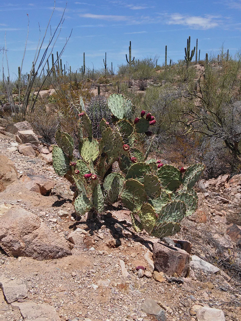 Opuntia