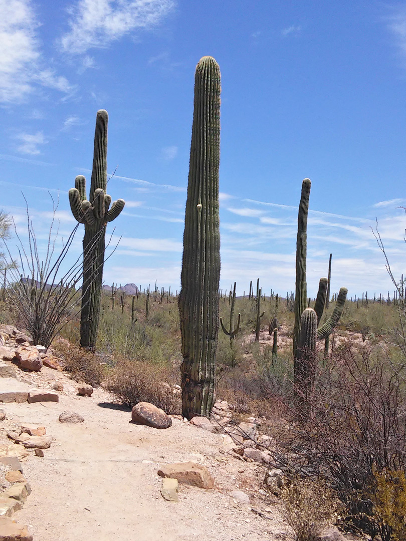 Saguaro