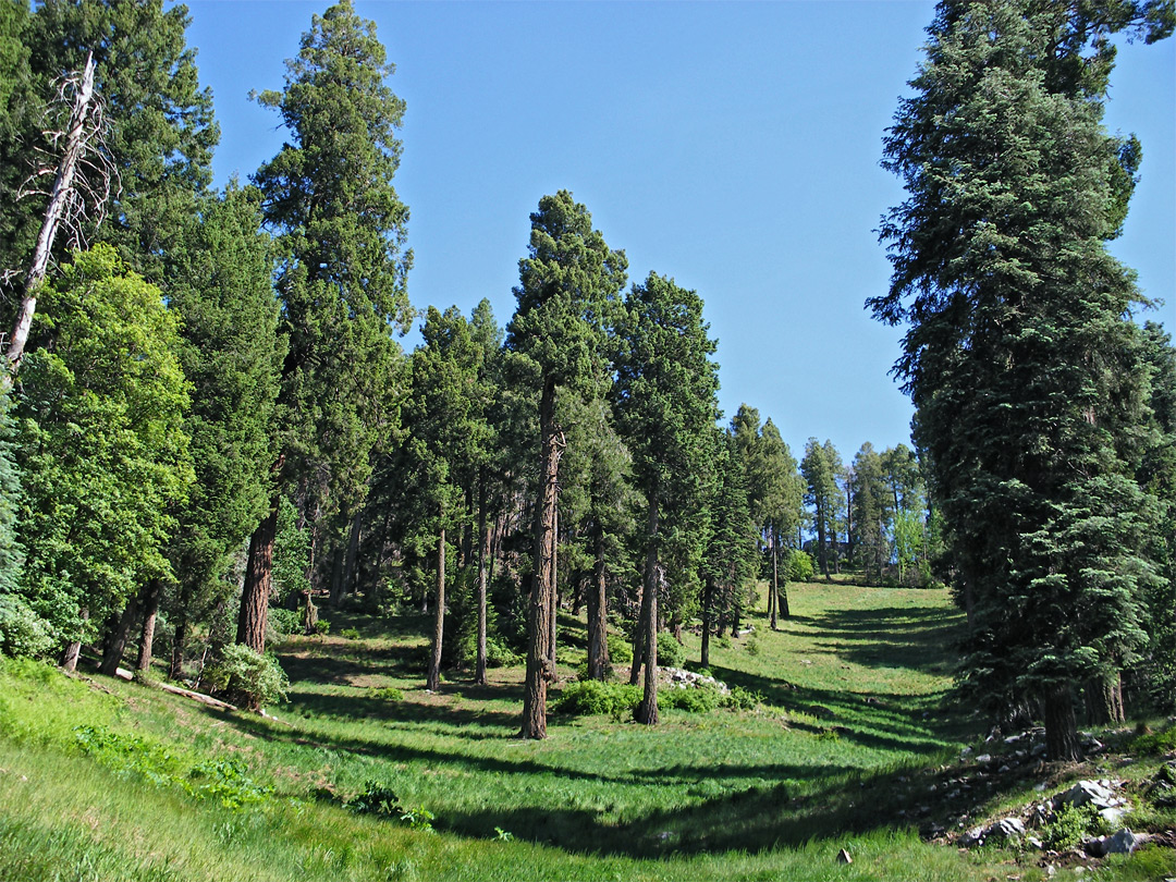 Ski run