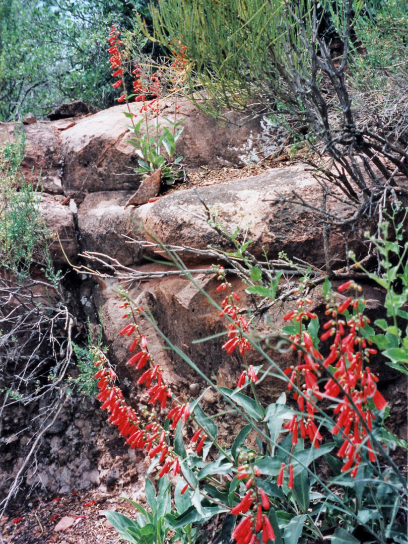 Penstemon flowers