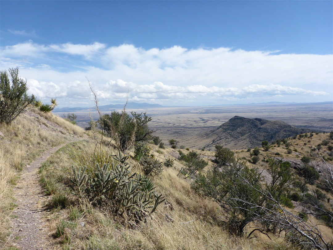 Cane cholla