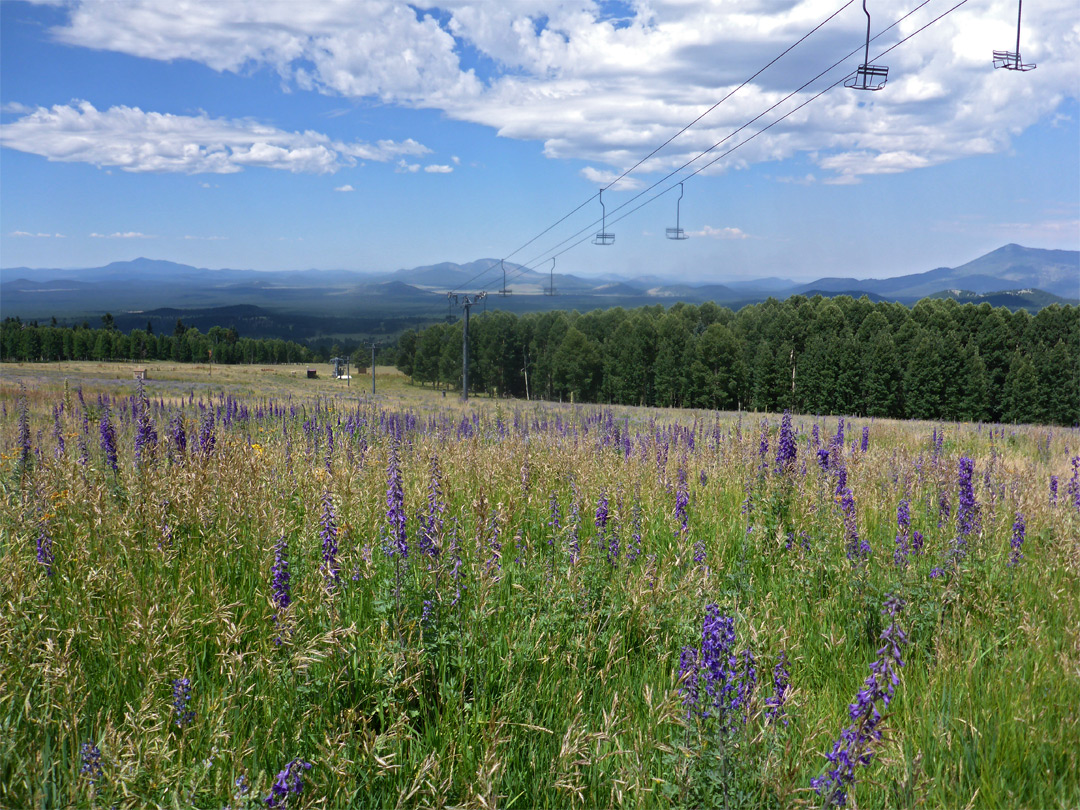 Meadow near the Snowbowl