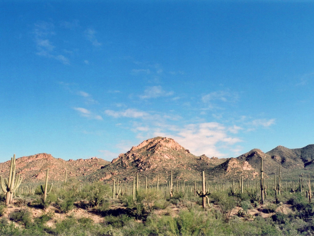 View along the Bajada Loop Drive