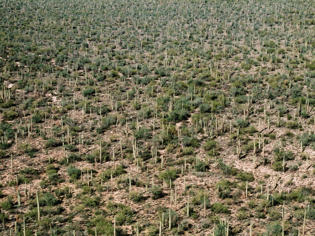 Saguaro along the Bajada Loop Drive