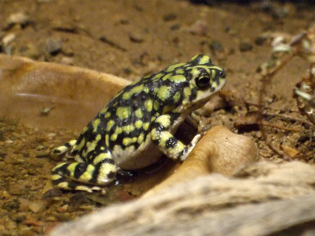 Sonoran green toad