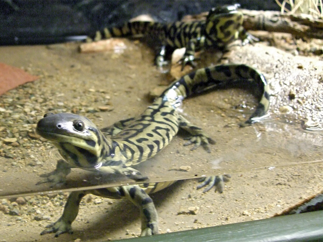 Sonoran tiger salamander: Animals at the Arizona-Sonora Desert Museum,  Arizona