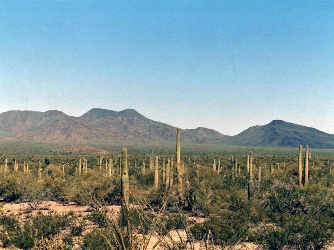 Saguaro in Vekol Valley