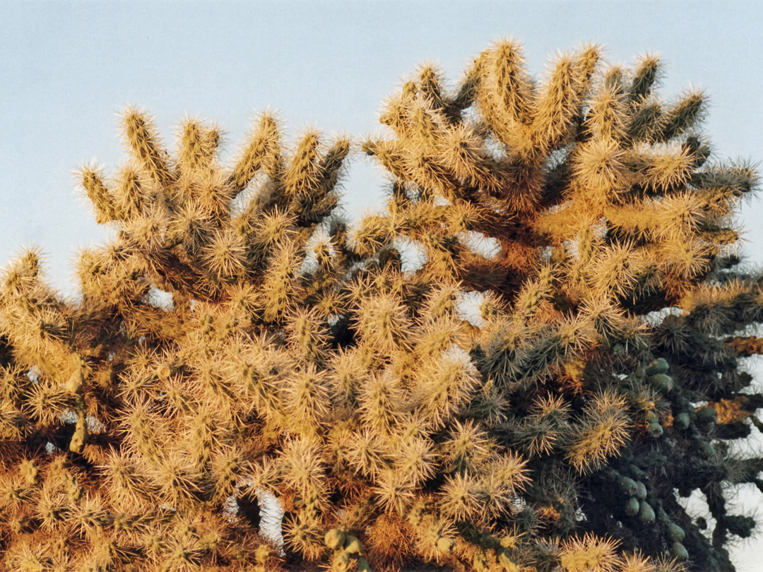 Cholla spines
