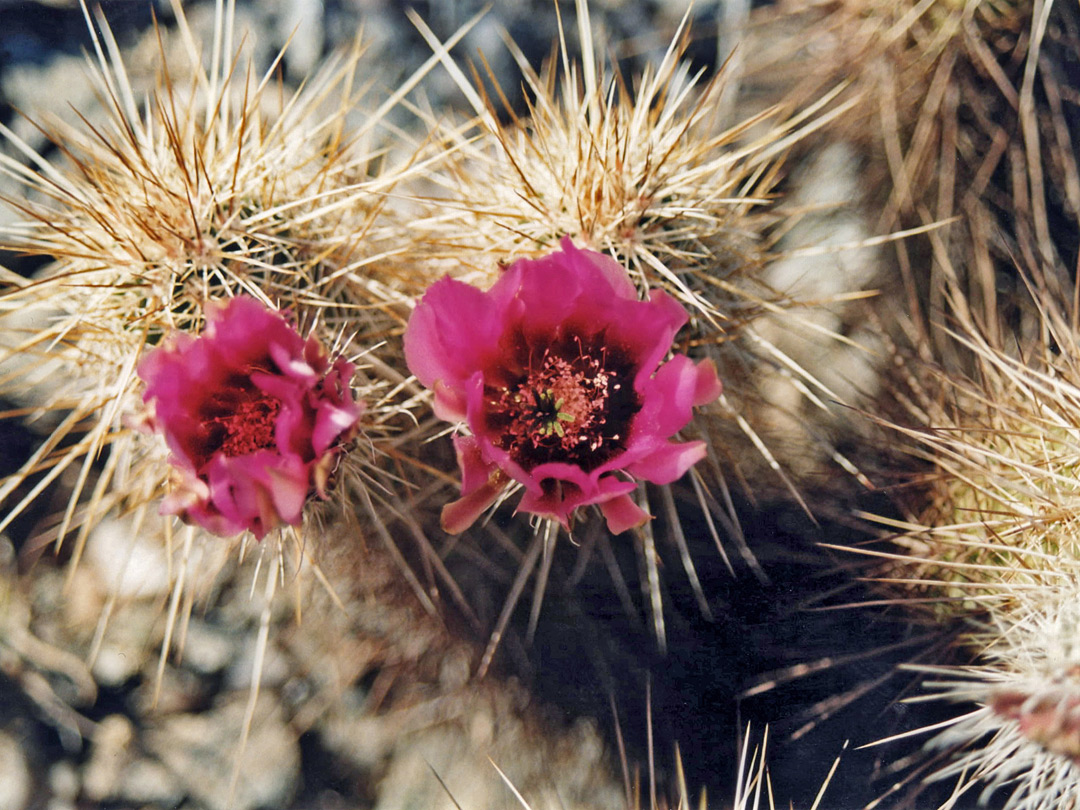 Echinocereus flowers