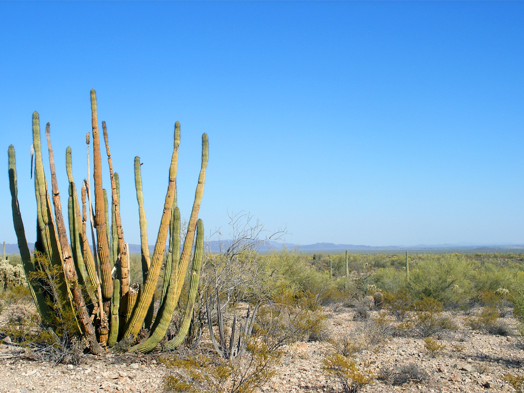 Organ pipes in Sonoyta Valley