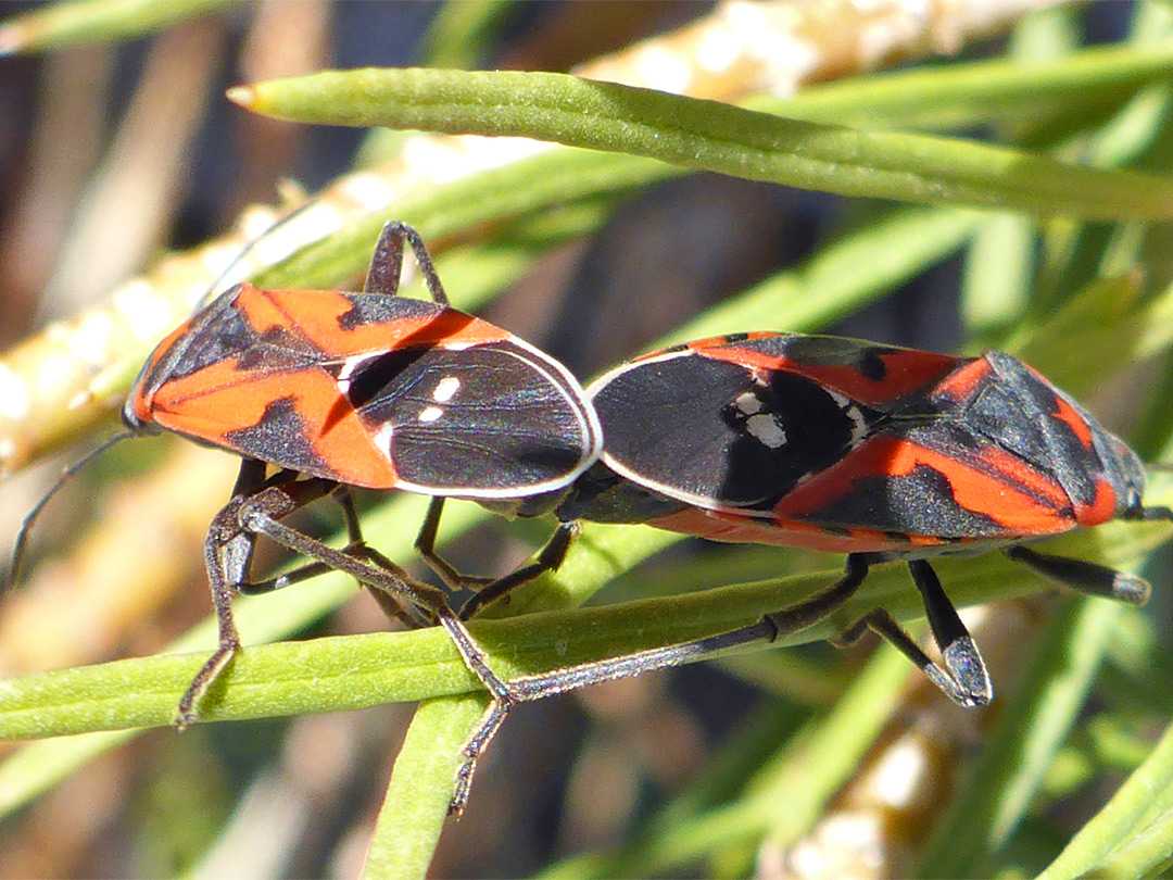 Southern small milkweed bug