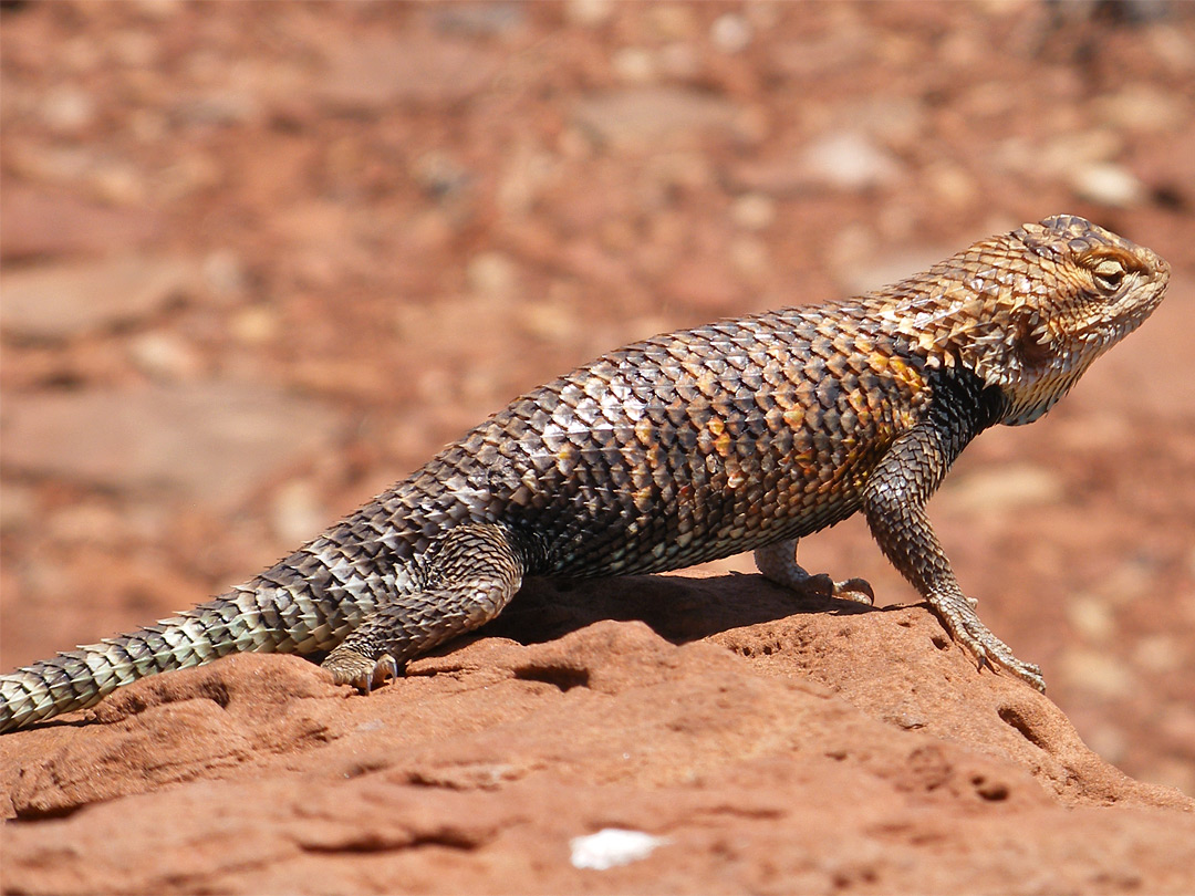 Desert spiny lizard