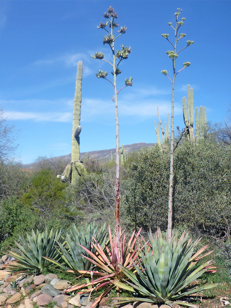 Agave