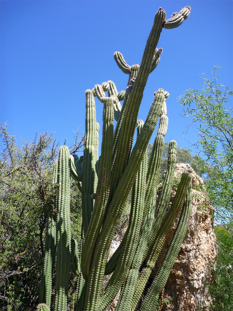 Stenocereus stellatus