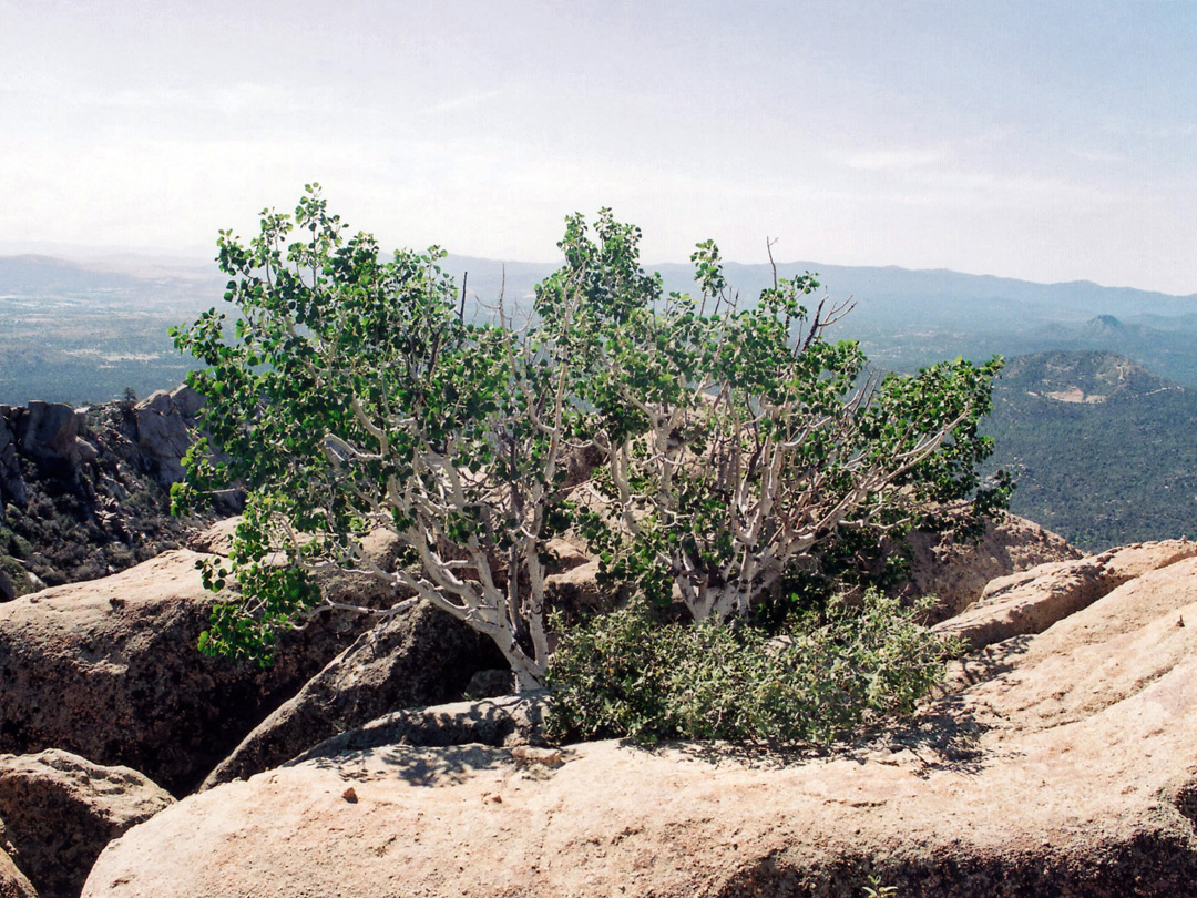 Aspen tree near the summit