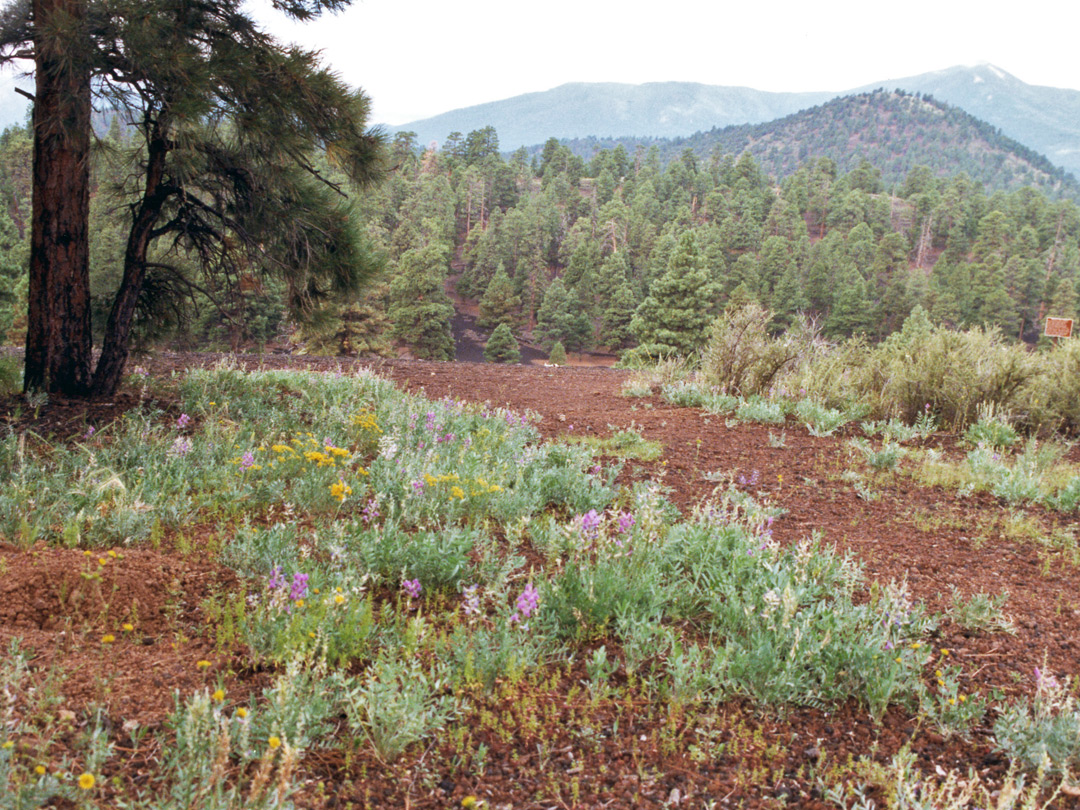 Flowers on Lenox Crater