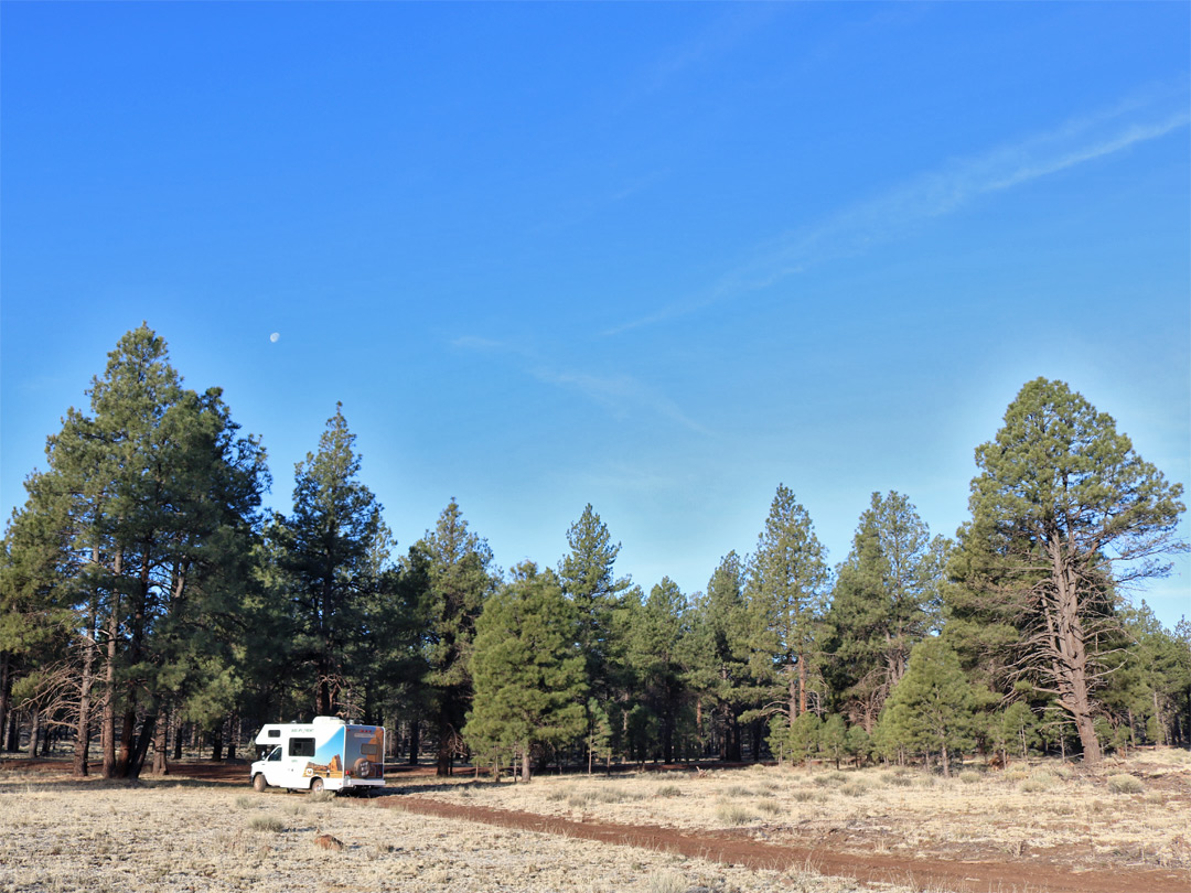 Forest camping