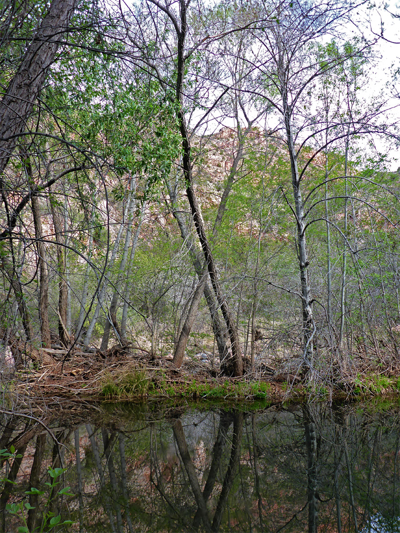 Leaning trees