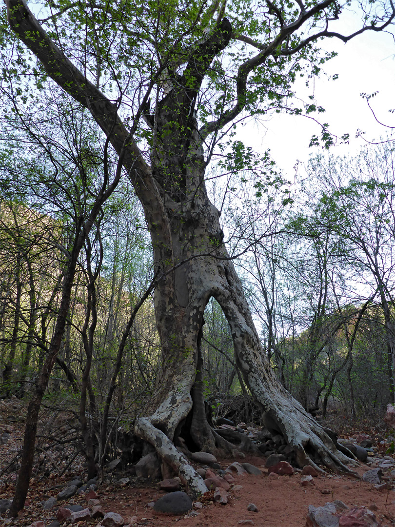 Split tree