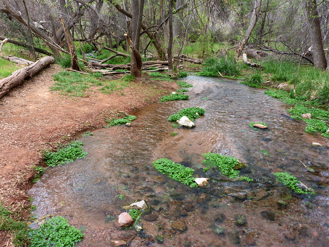 Trees by the creek