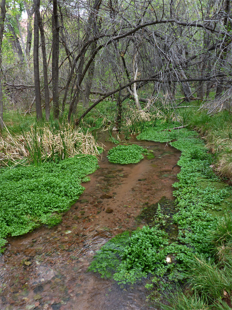 Shallow stream