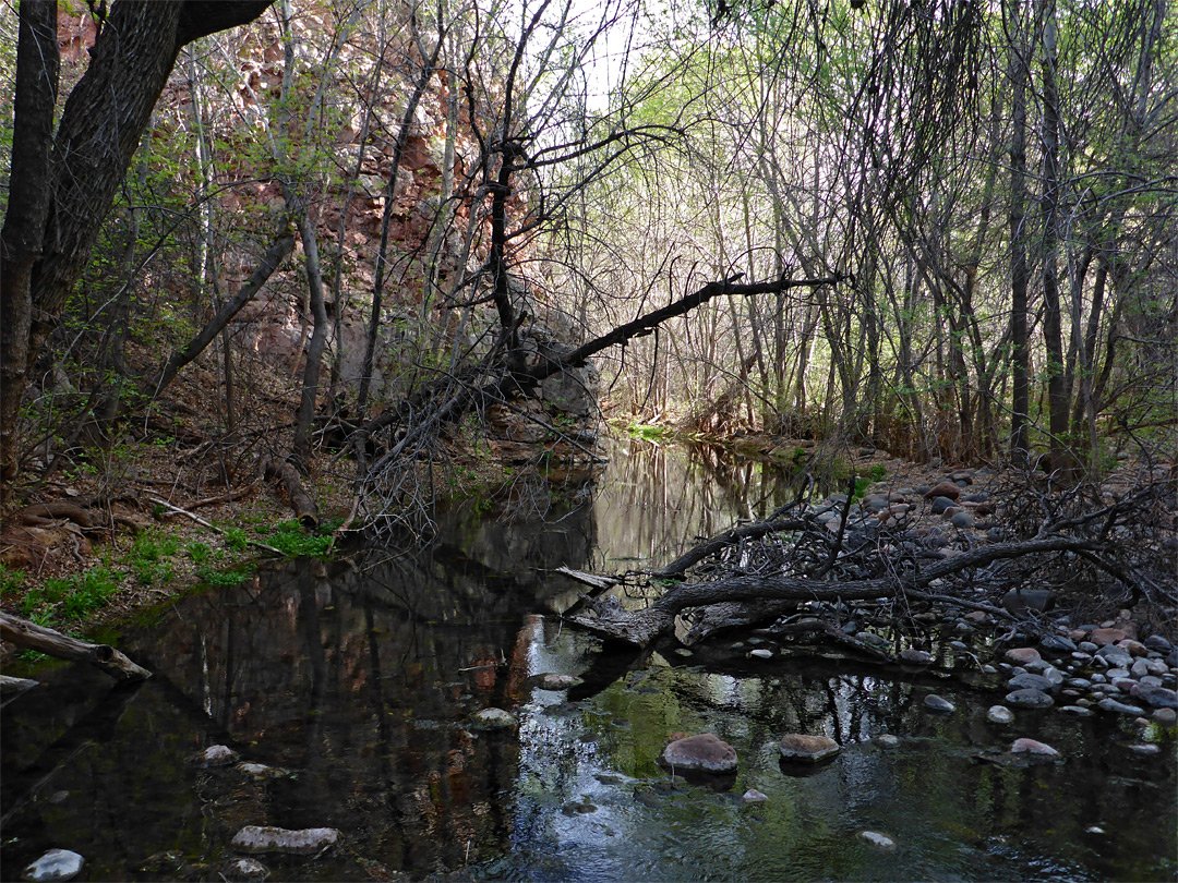 Shady pool