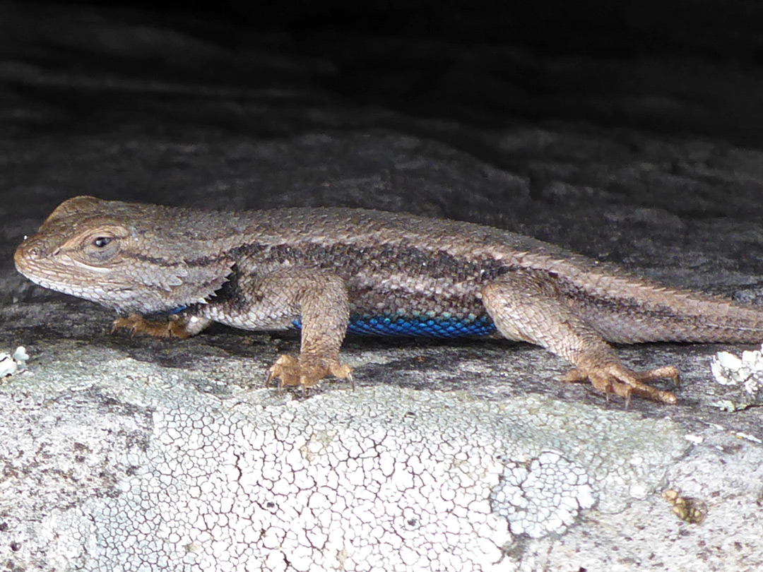 Western fence lizard