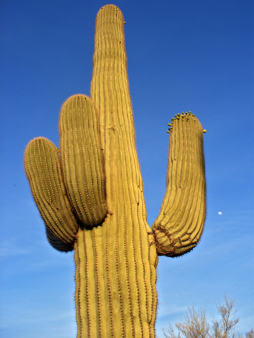 Tall saguaro