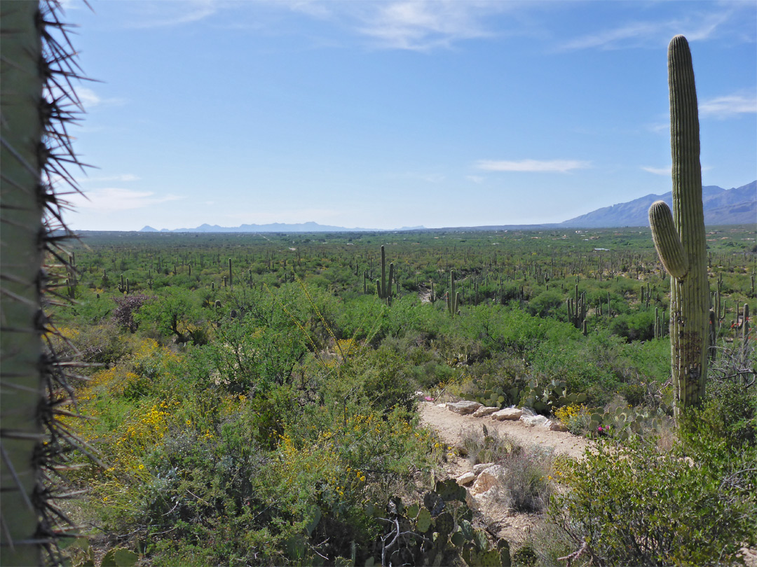 Cactus plain