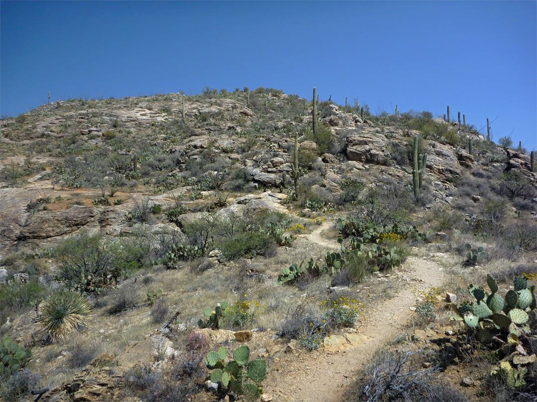 Saguaro and opuntia