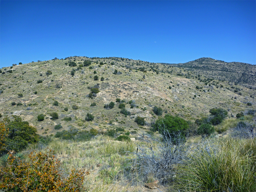 Bushes and grassland