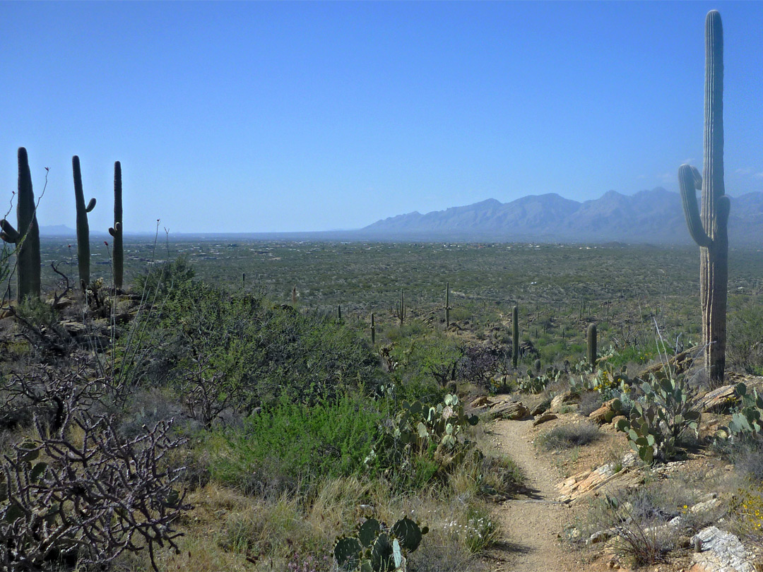 West end of Tanque Verde Ridge 