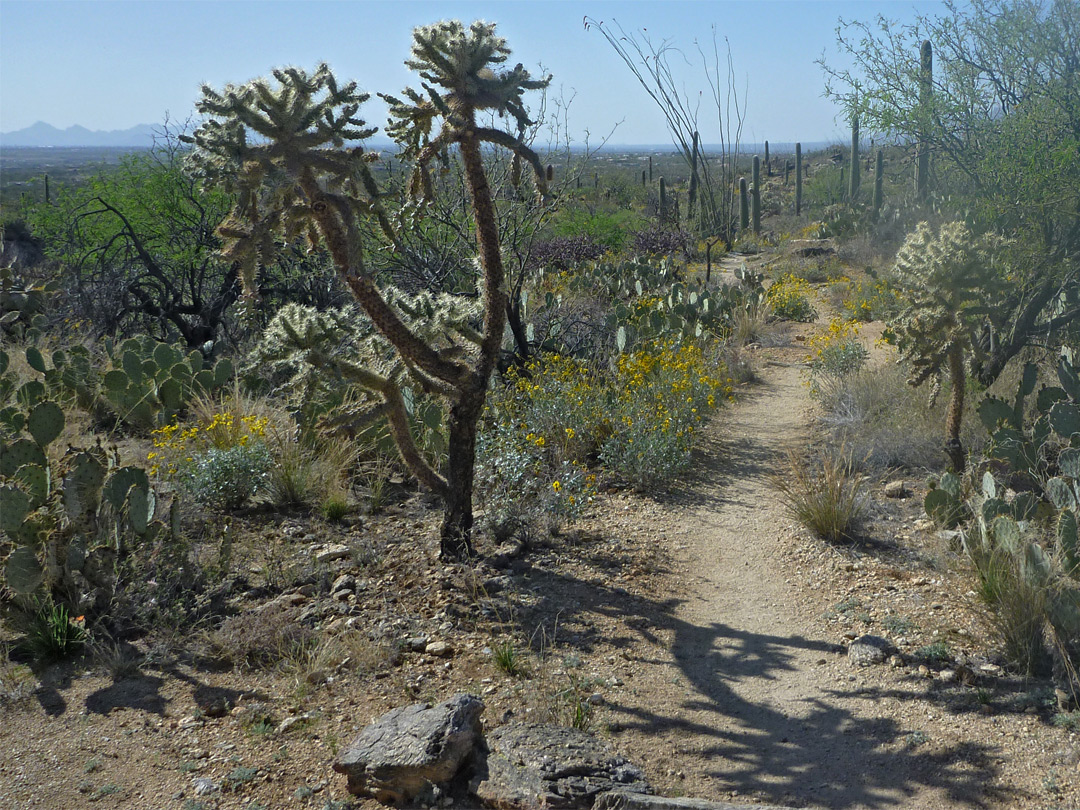 Cholla and opuntia