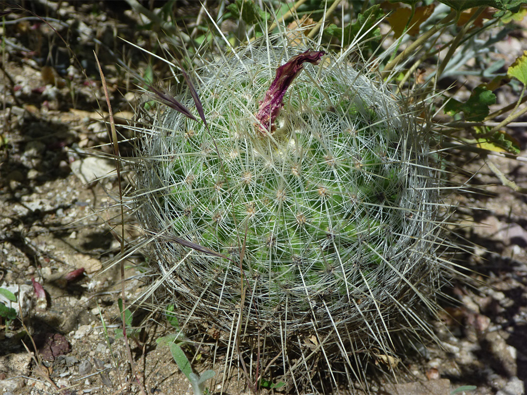 Thelocactus macdowellii