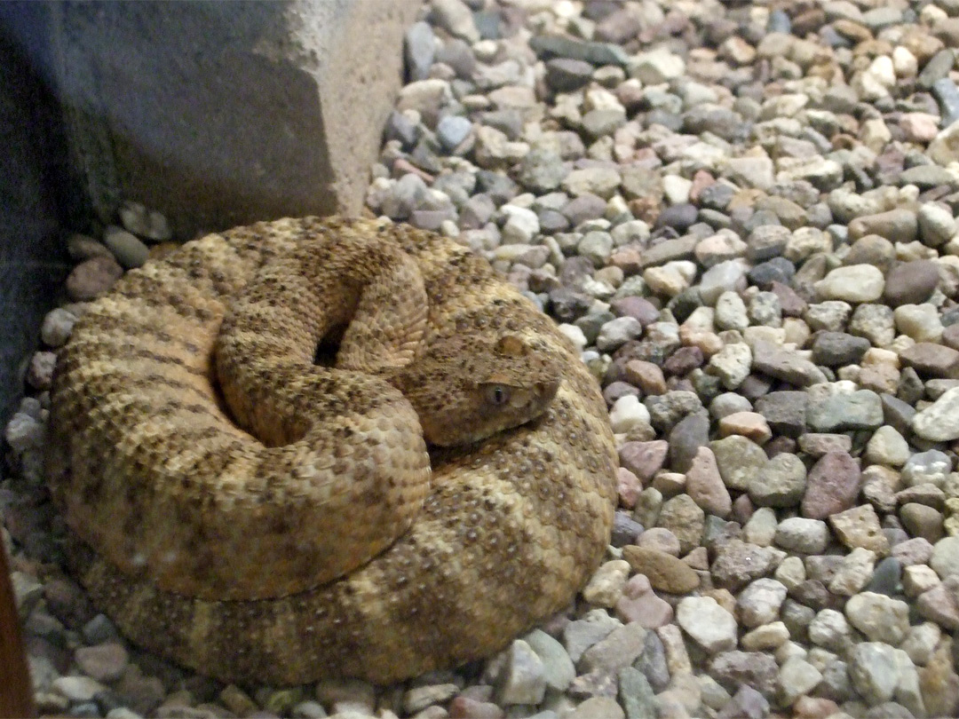 Tiger rattlesnake