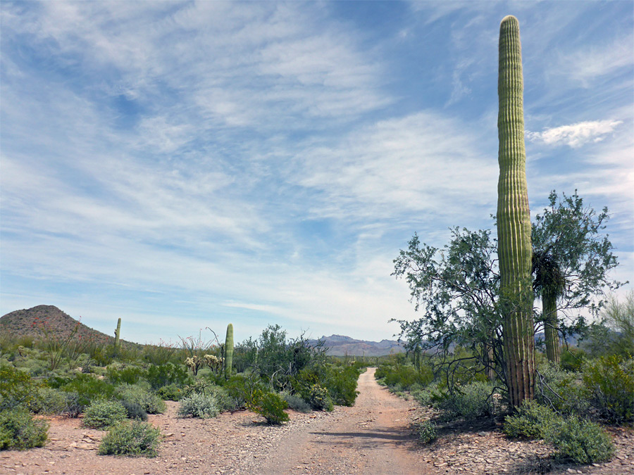 Straight trail