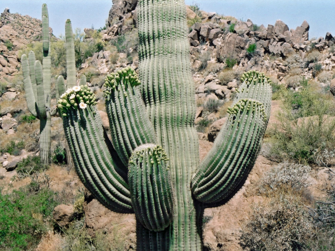 Branched saguaro