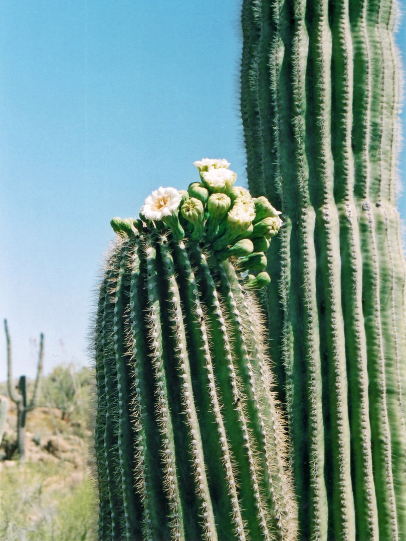 Saguaro flowers