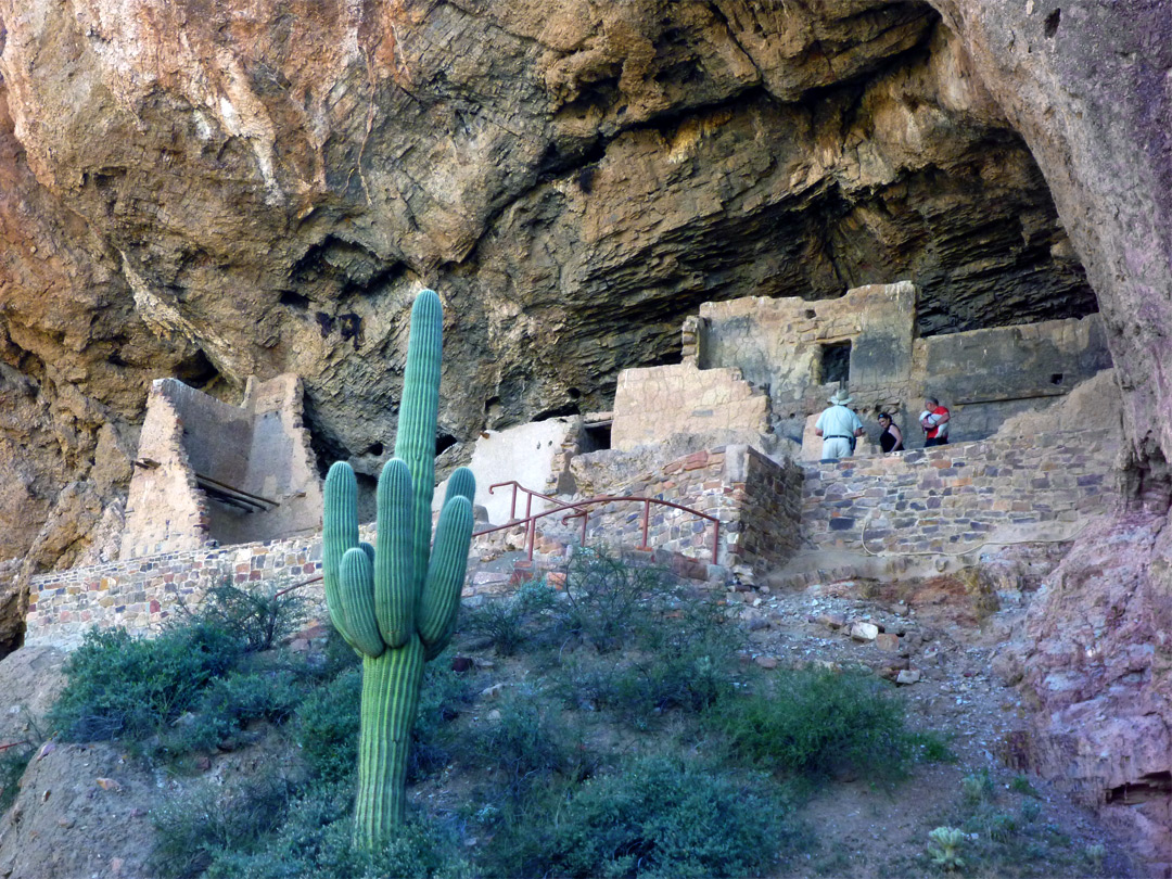 Saguaro by the Lower Ruin