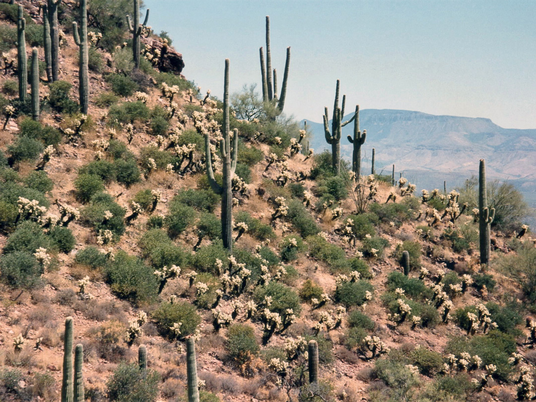 Cholla and saguaro