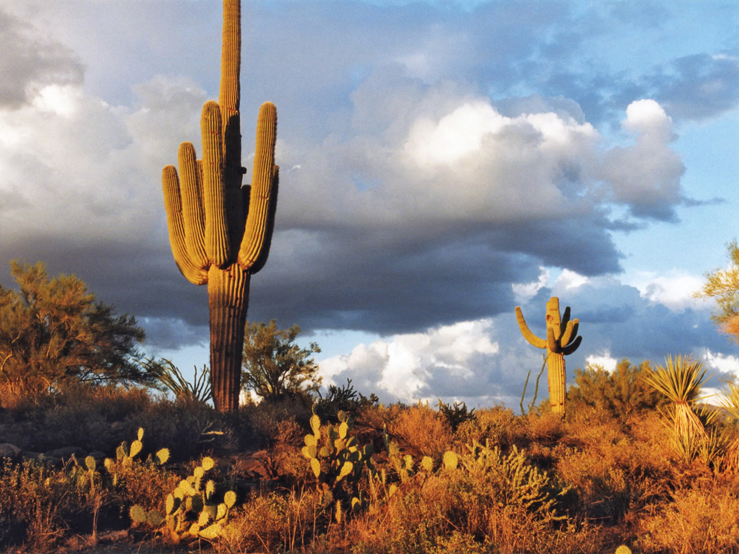 Late afternoon sun on the desert