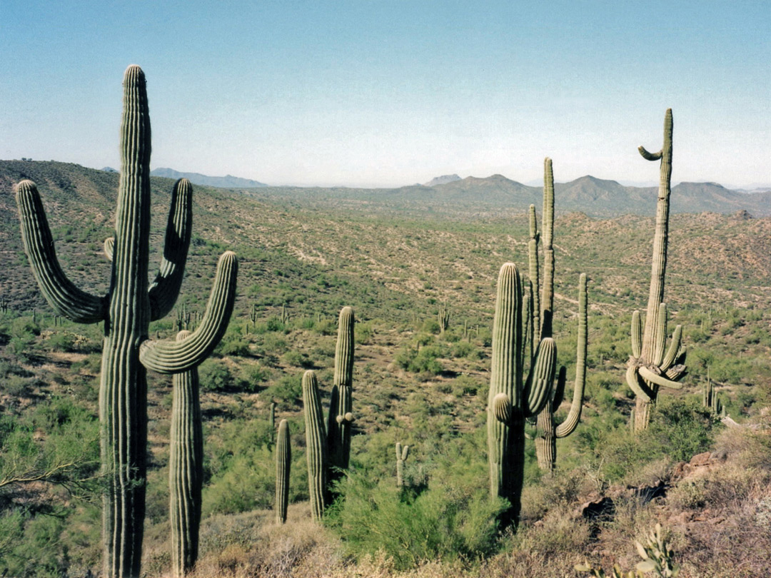 Tonto National Forest