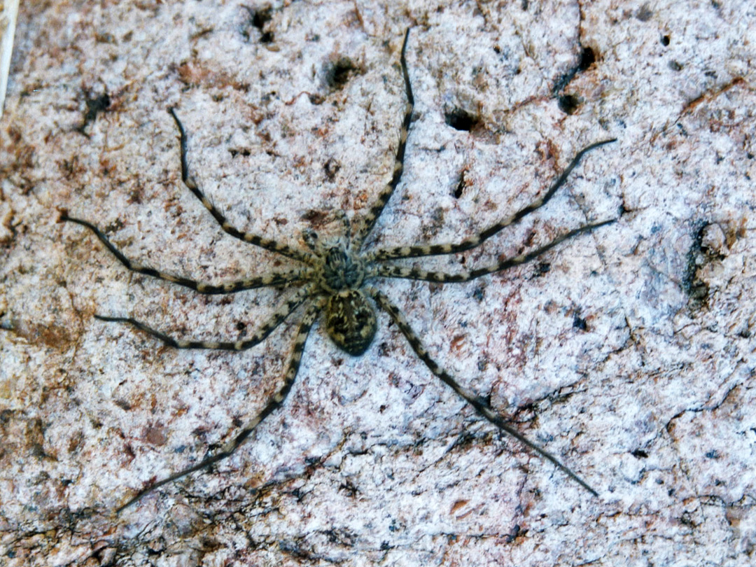 Arizona wolf spider