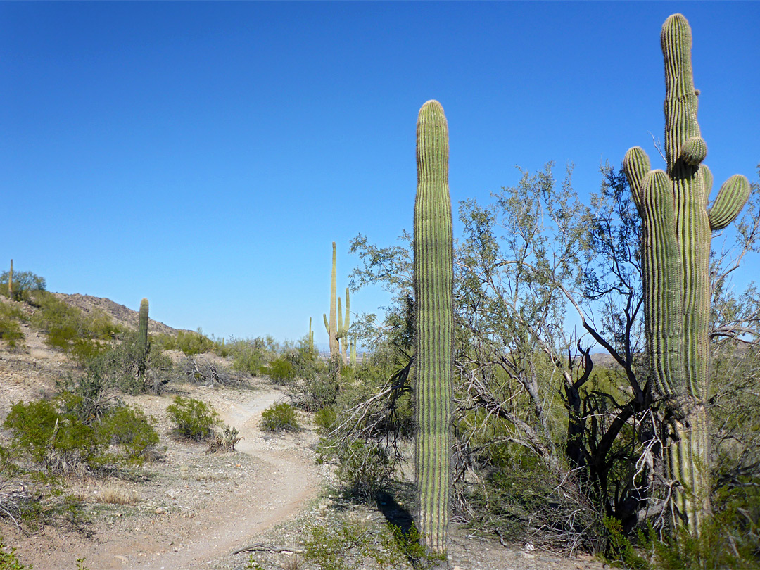 Saguaro and palo verde