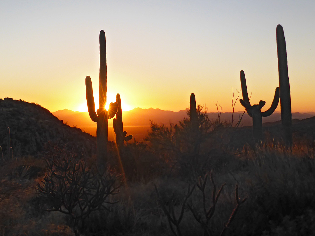 Saguaro at sunset