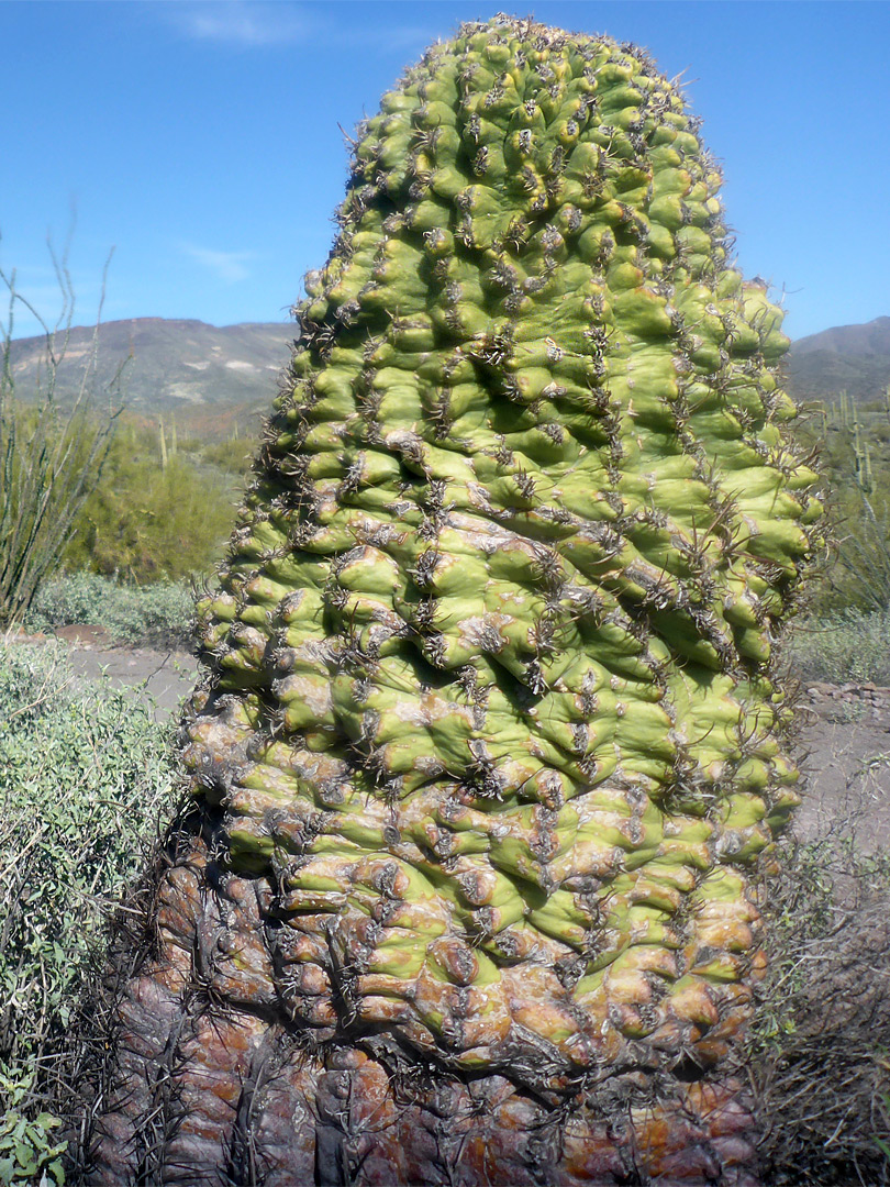 Cristate ferocactus