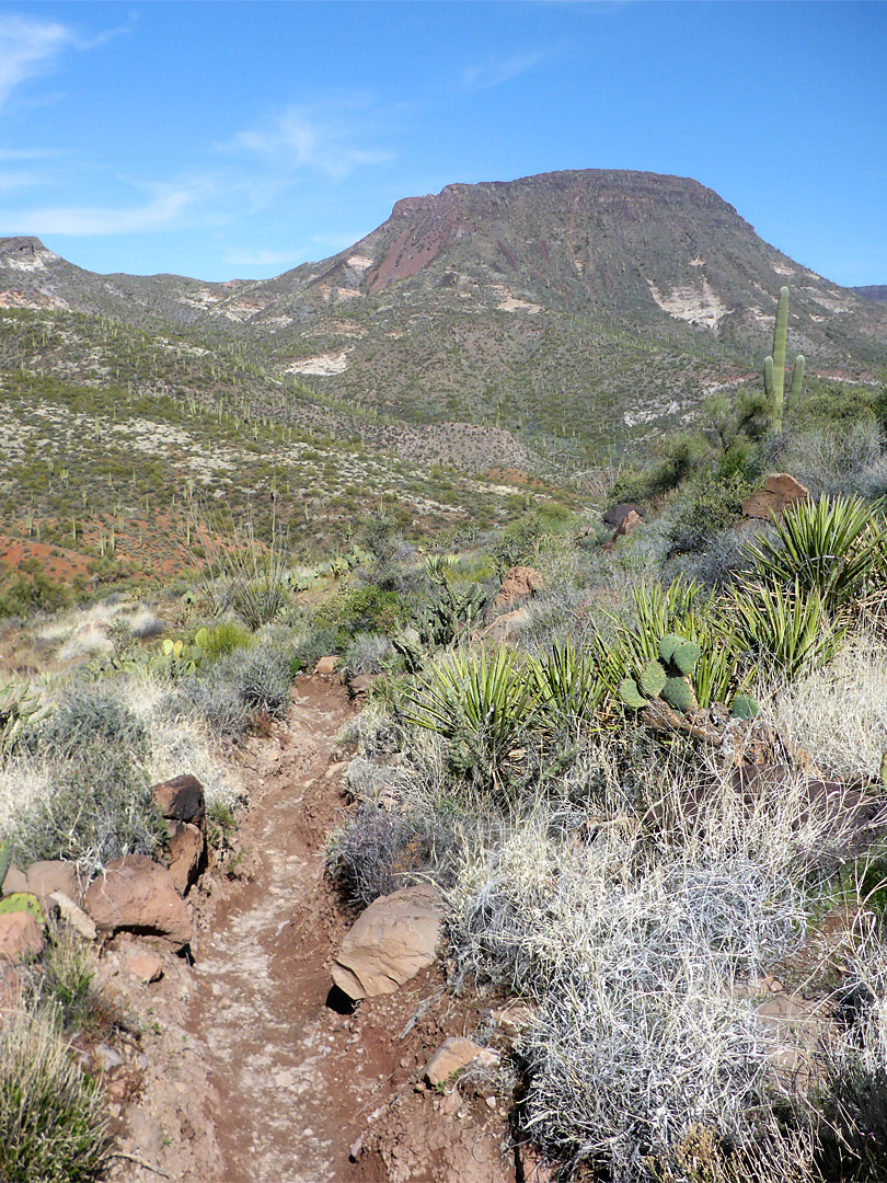 Tortuga Trail